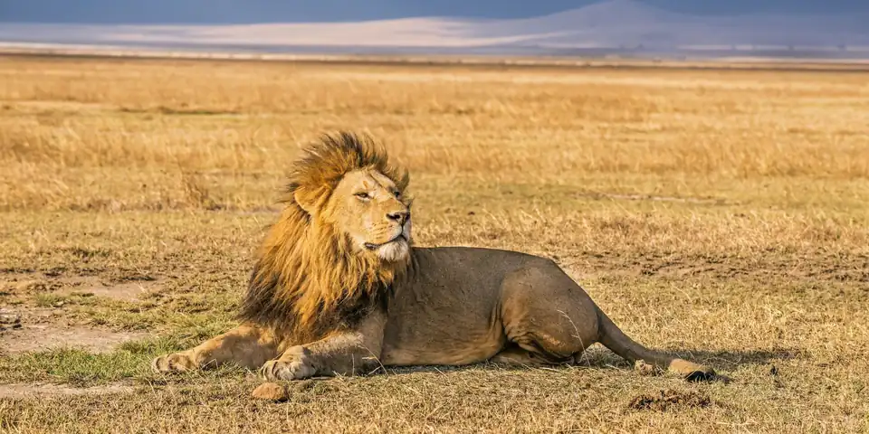 Male lion lying in golden grass on an open plain