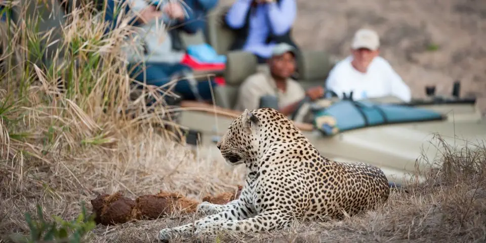 Leopard lying in dry grass beside a safari vehicle while guests watch