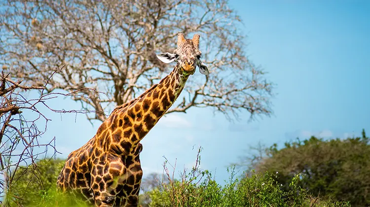 Giraffe eating from a tree under a blue sky in Mikumi National Park