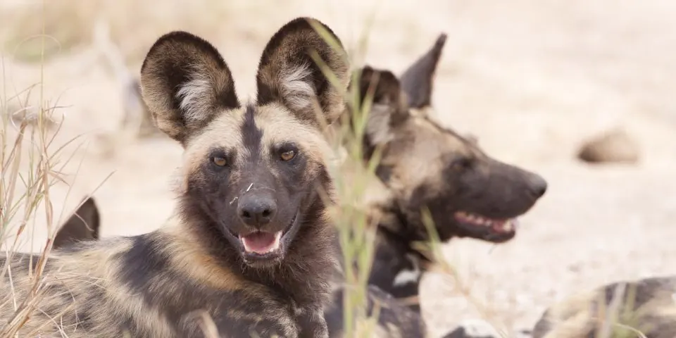 Two African wild dogs resting on pale sand and looking at the camera