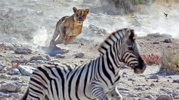 Zebra running across rocky ground with a lioness chasing behind it