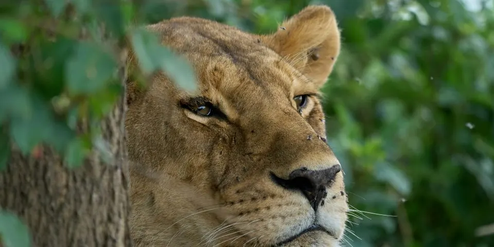 Close-up of a lioness resting among green leaves