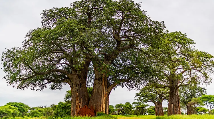 Large baobab tree with a wide green crown in Tarangire National Park
