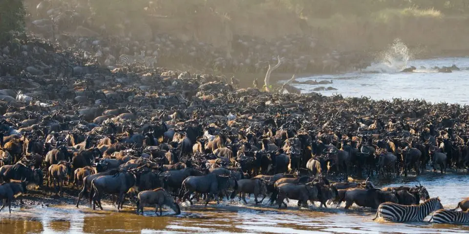 Great Migration wildebeest crowding a river bank during a river crossing in Serengeti