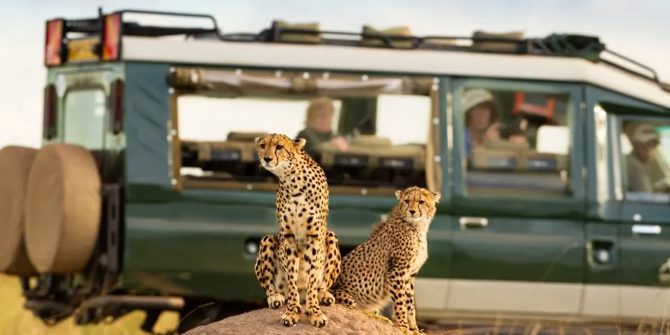Two cheetahs sitting on a mound beside a safari vehicle with guests inside