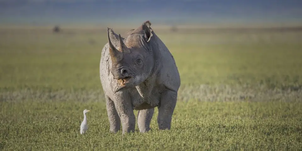 Black rhino standing on short green grass with a small white bird beside it