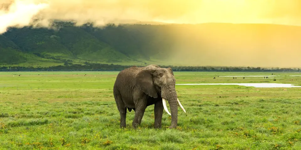 Elephant walking across green grassland under a golden sky, with forested hills behind