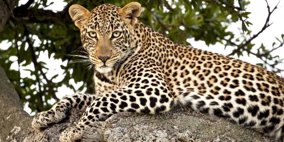 Leopard resting on a tree branch and looking at the camera