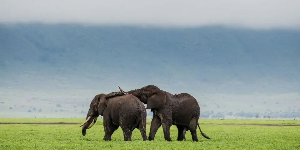 Two elephants standing together on green grass below a hazy crater wall